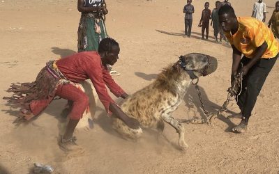 Die Hyänenmänner in Nigeria