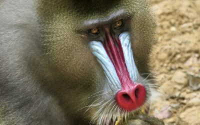 Blaunasenaffen und die nächste Sackgasse