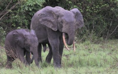 Elefanten und Seepferdchen – oder Flusspferde?